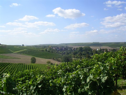 Weinanbau 05